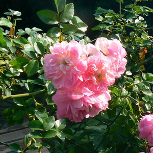 Poзa Сувенир де Ж. Мерме - розовая - Вьющаяся плетистая роза (рамблер)